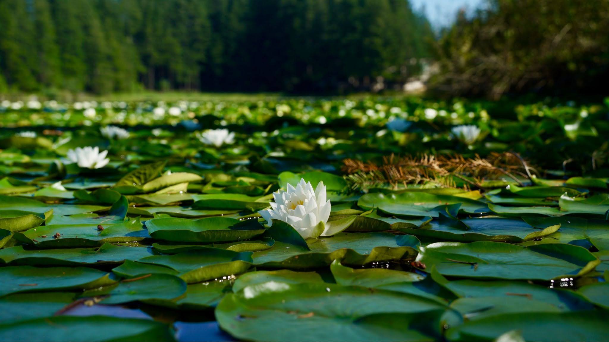 The battle of Sudden Valley’s invasive waterlilies